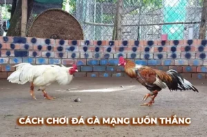 Cách Chơi Đá Gà Sabong Tại EE88 Chi Tiết Từ A Đến Z