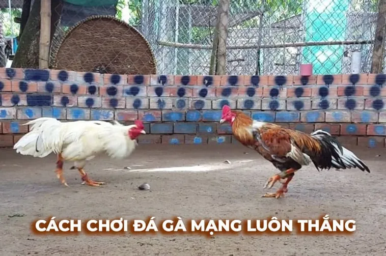 Cách Chơi Đá Gà Sabong Tại EE88 Chi Tiết Từ A Đến Z